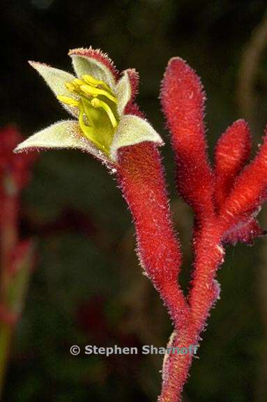 anigozanthos big red 2 graphic